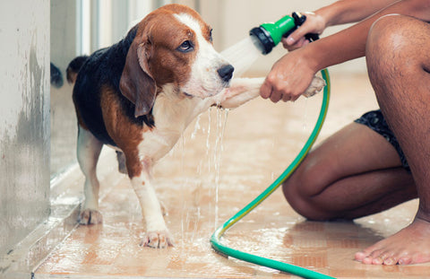 Perchè pulire le zampe del cane è importante