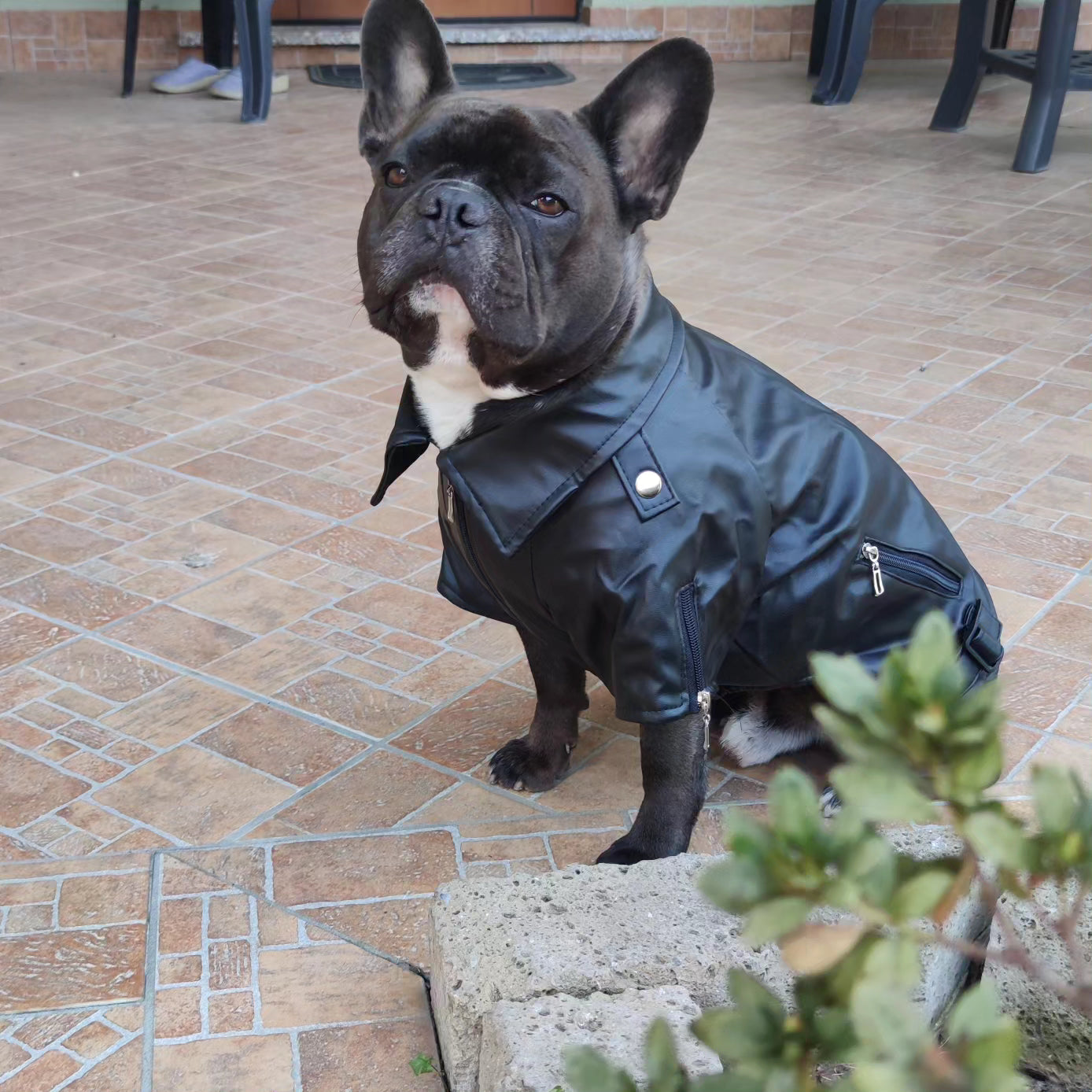 French bulldog leather jacket hot sale