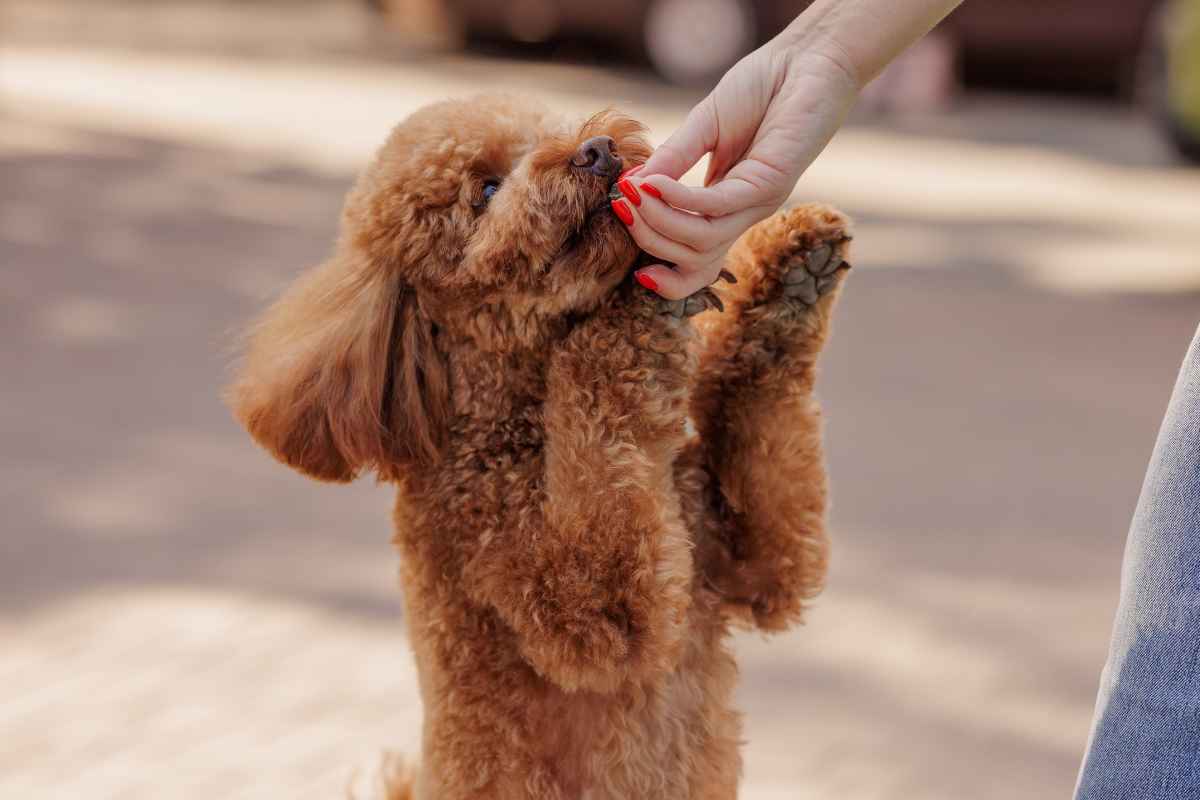 Carattere del barboncino: icona di stile, affetto e intelligenza
