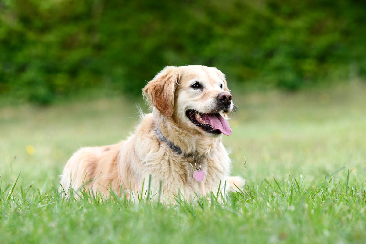 I migliori outfit per le avventure del golden retriever pelo lungo