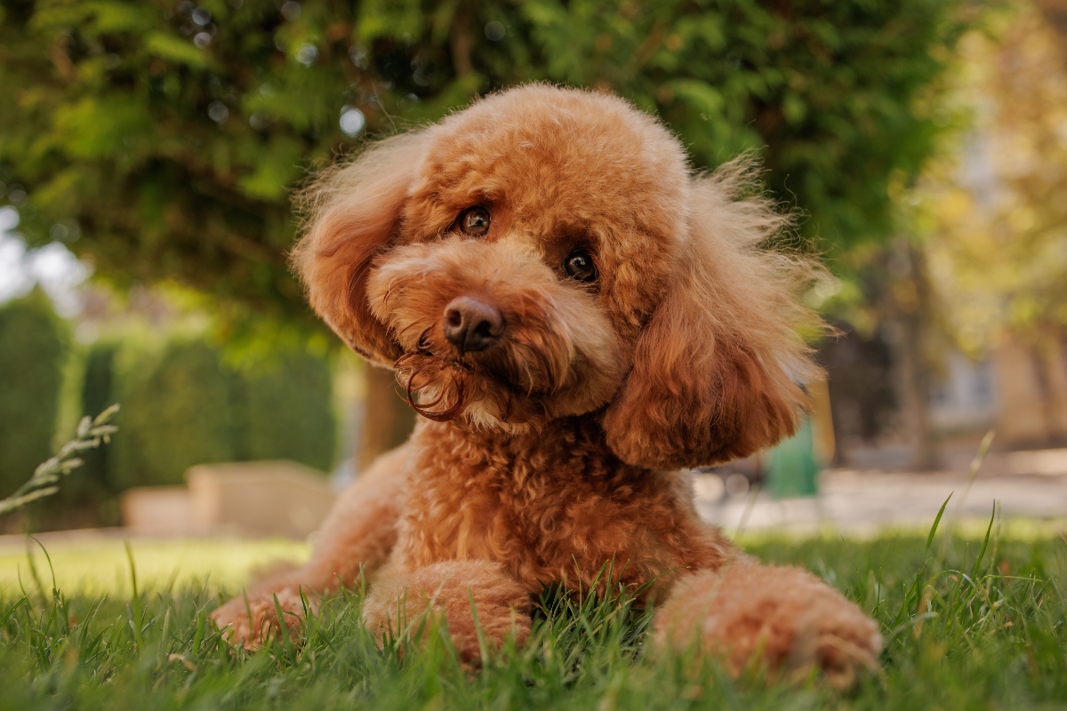 Il nemico del pelo barboncino: la staticità