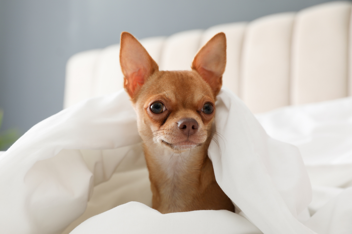 Come mai il chihuahua trema?