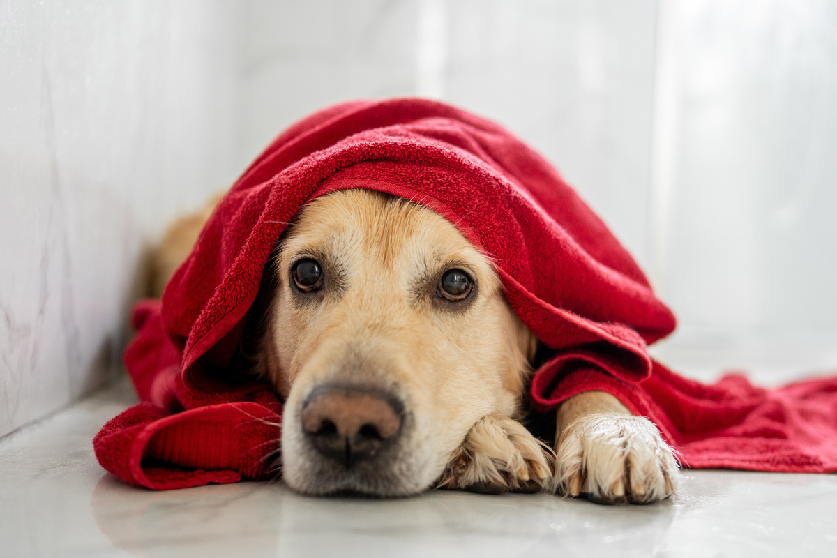 Come pulire il pelo golden retriever?