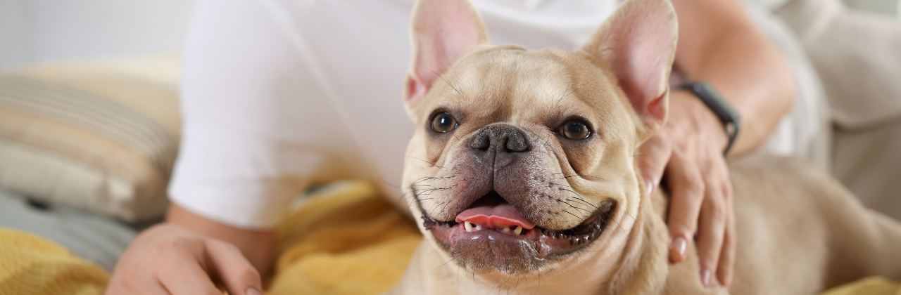 Giochi e attenzioni: l’inconfondibile carattere del bulldog francese