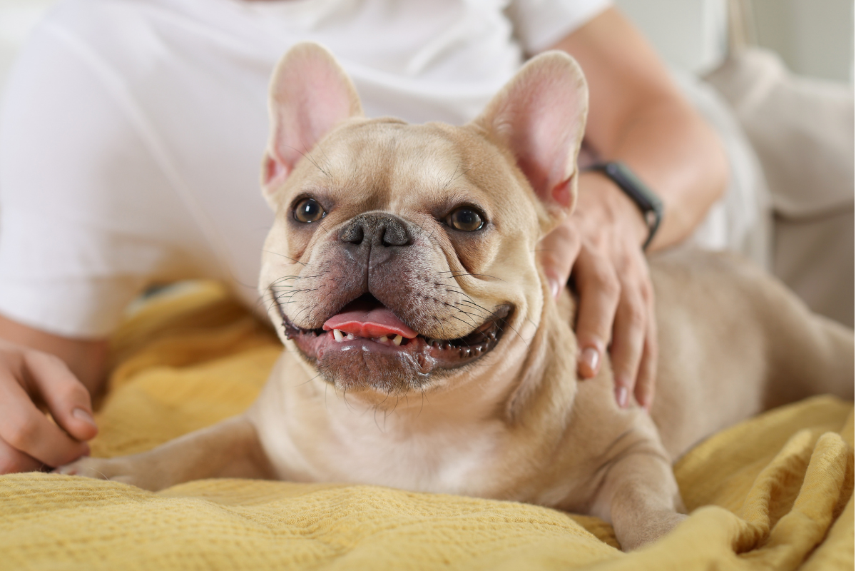 Giochi e attenzioni: l’inconfondibile carattere del bulldog francese