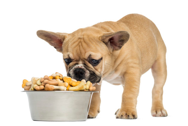 Food: cosa possono mangiare i cani?
