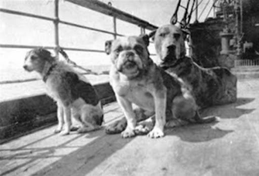 3 curiosità storiche sul bulldog