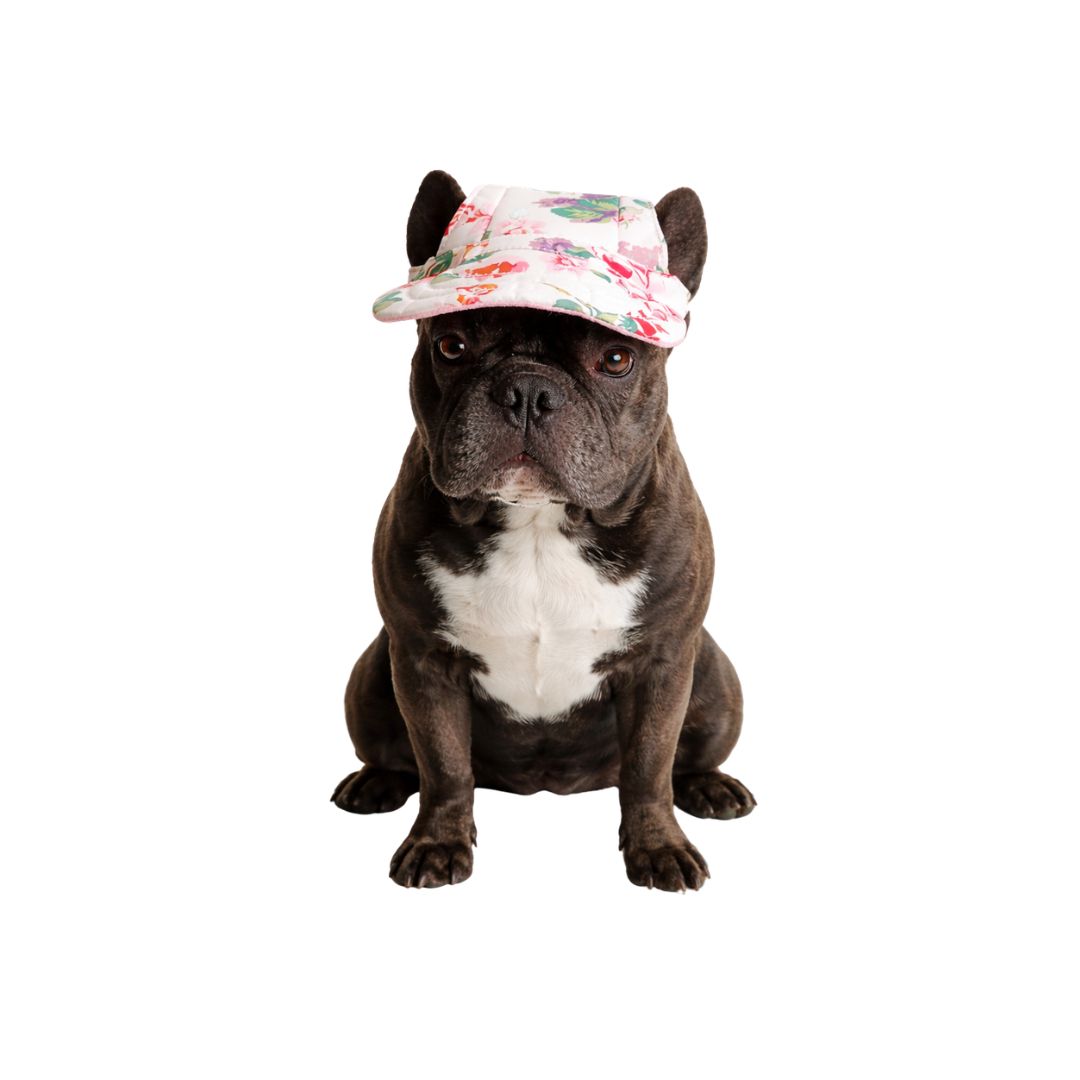 Hundemütze – 3 Größen – 2 Farben