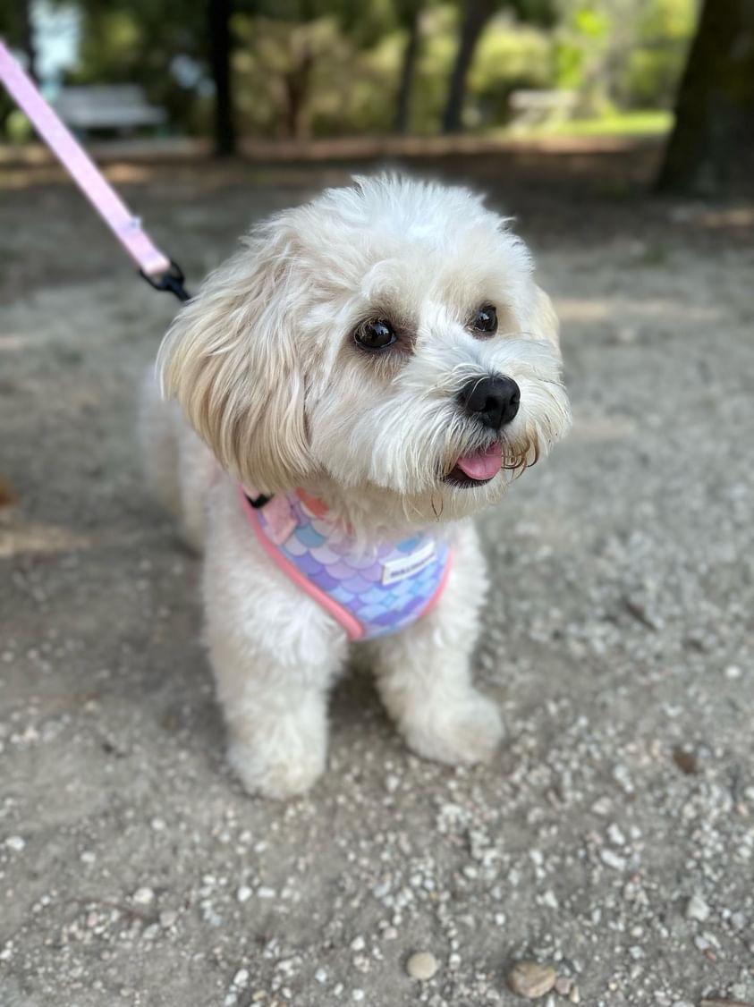 Harness + leash + bag holder mod. Little Mermaid