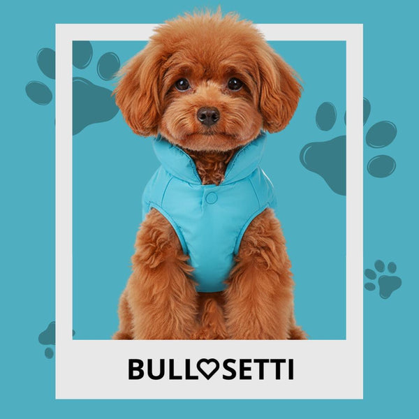 Smanicato bomber azzurro - mod. Ottavia - per cani di taglia piccola e media