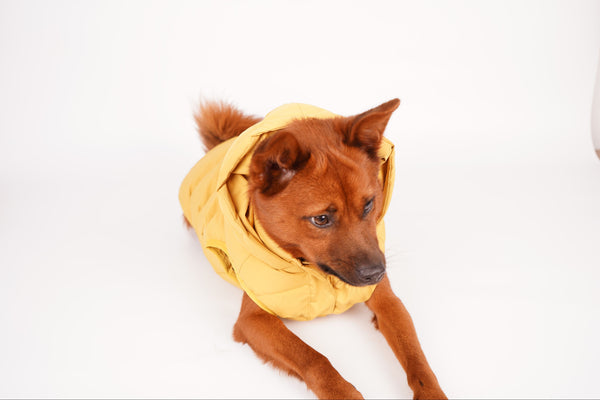 Caldo smanicato con cappuccio - mod.Casius - ecosostenibile - ocra