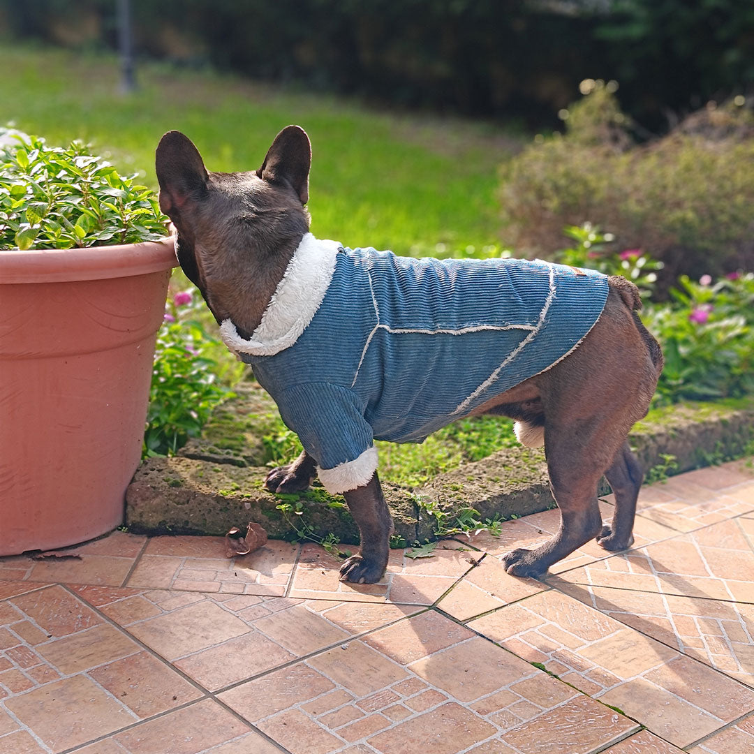 Giacca Corduroy British Style - verde smeraldo Jade