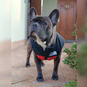 Gilet impermeabile  imbottito nero e rosso - The Dog Fans - da 3 a 35kg