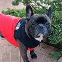 Gilet impermeabile  imbottito nero e rosso - The Dog Fans - da 3 a 35kg