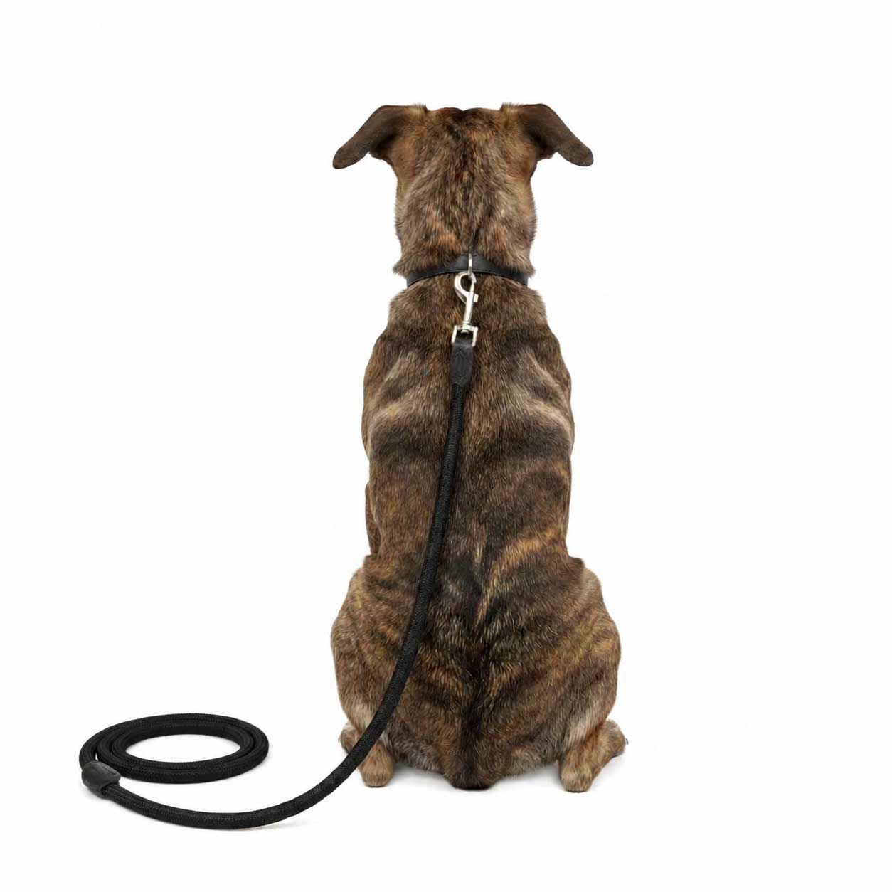 Elegante schwarze Nylonleine – 150 cm