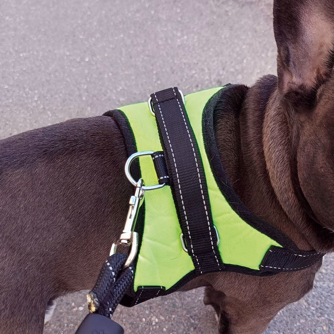 Pettorina Greenlight - per cani da 2 a 40kg