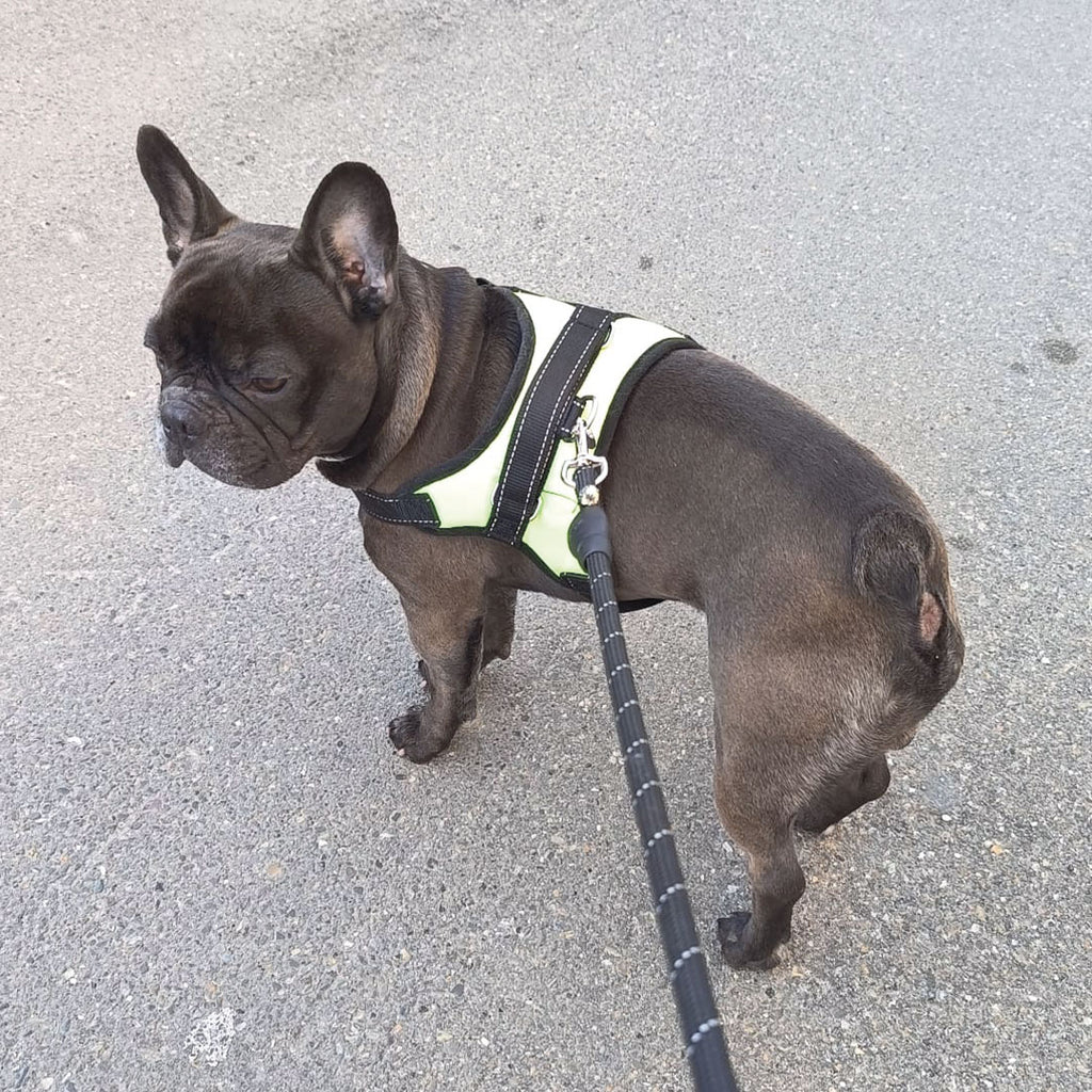 Greenlight harness - for dogs from 2 to 40kg