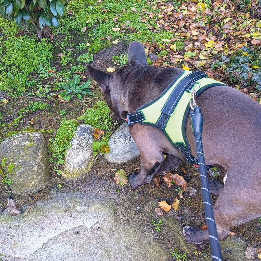 Greenlight harness - for dogs from 2 to 40kg