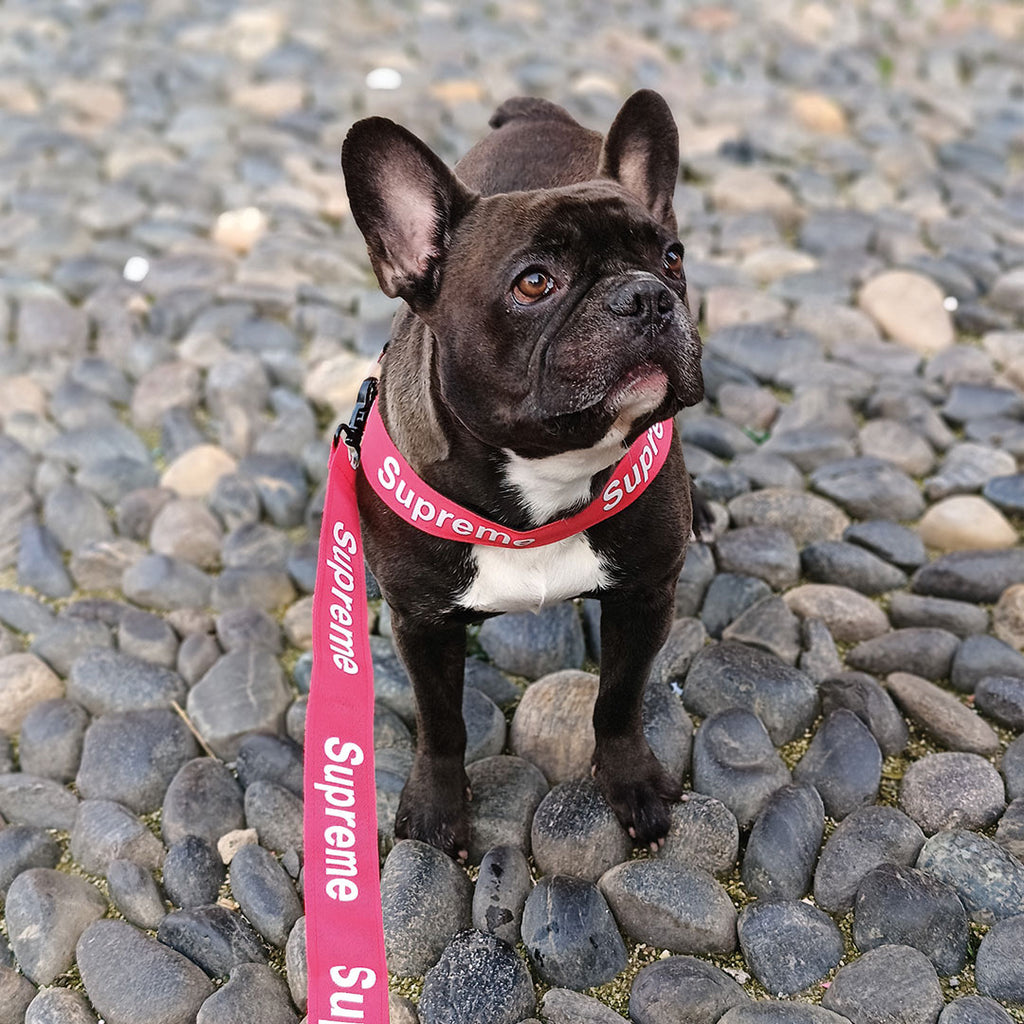 [SET] Pettorina + guinzaglio + collare luxury - red - da 4 a 40kg