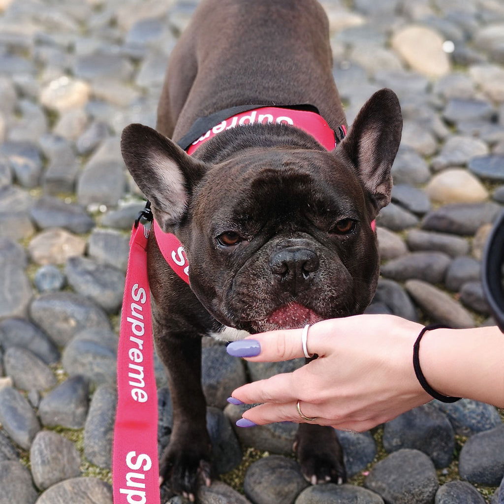 [SET] Pettorina + guinzaglio + collare luxury - red - da 4 a 40kg