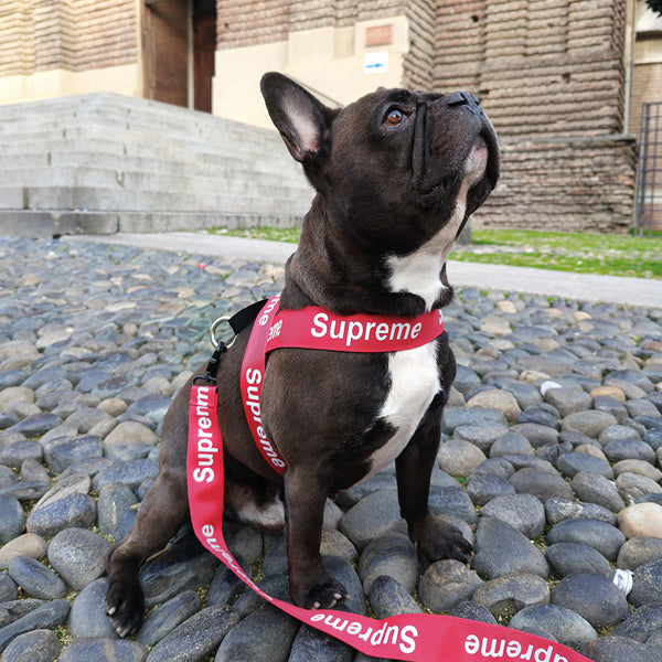 [SET] Harness + leash + luxury collar - red - from 4 to 40kg