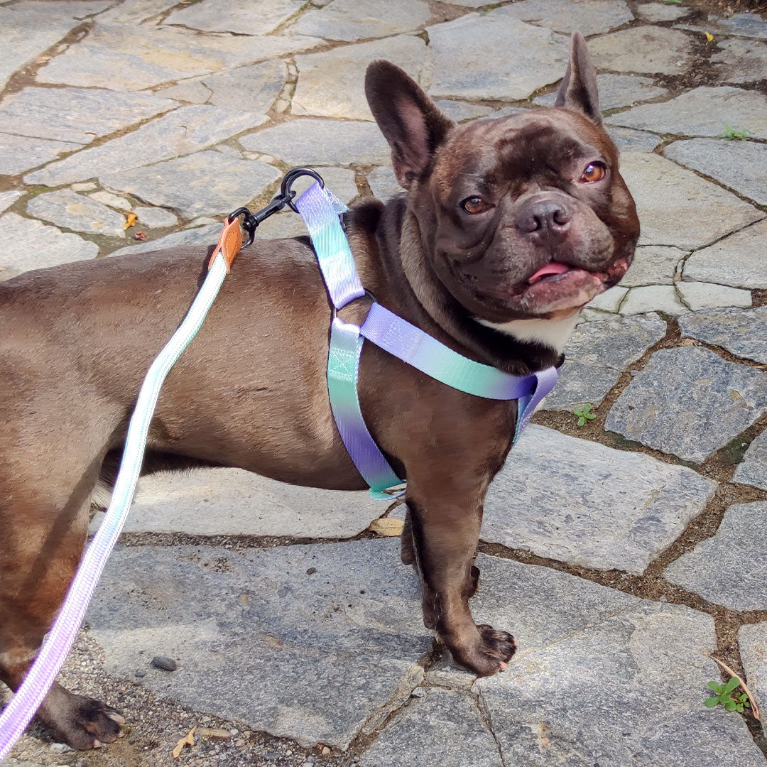 [SET] Pettorina + guinzaglio - nylon - mod. Melody