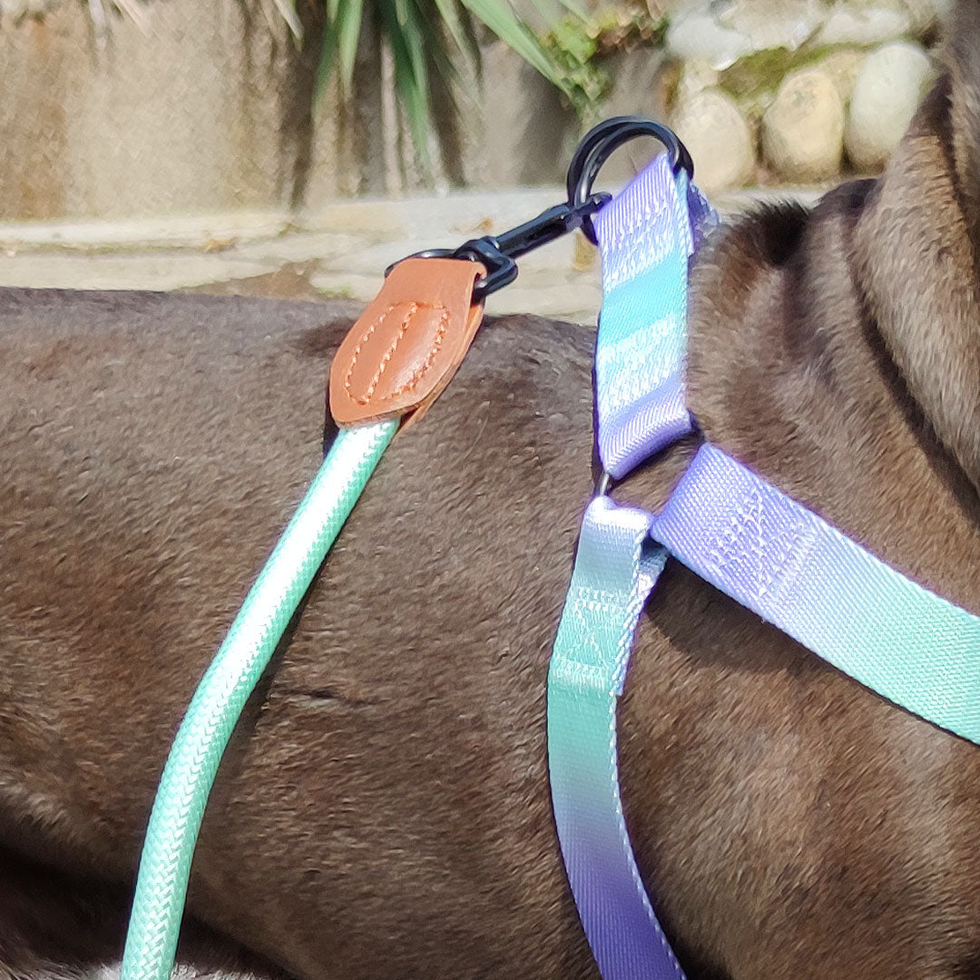 [SET] Pettorina + guinzaglio - nylon - mod. Melody