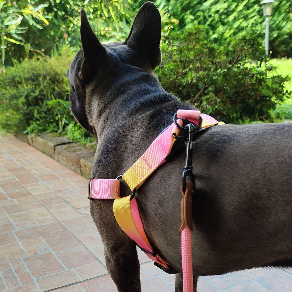 [SET] Harness + leash mod. Harmony