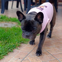 Canottiera estiva per cani - da 4 a 15kg - rosa - Woof White
