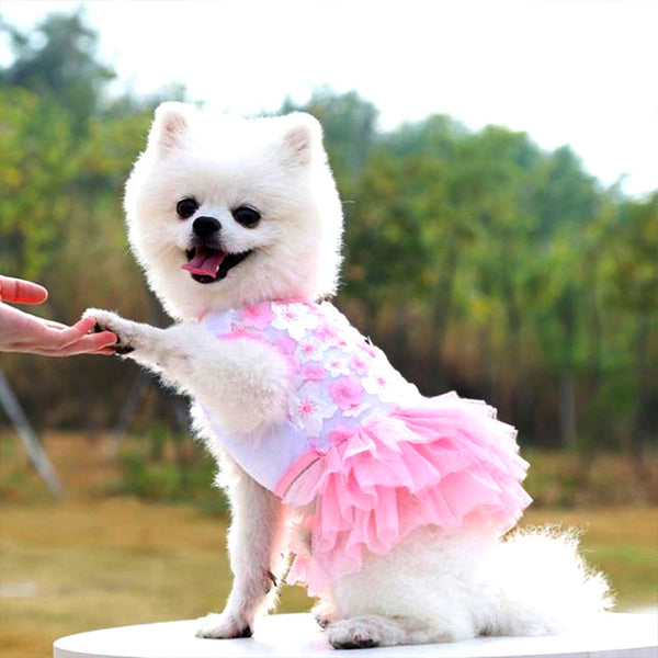 Formal dress for small breed dogs