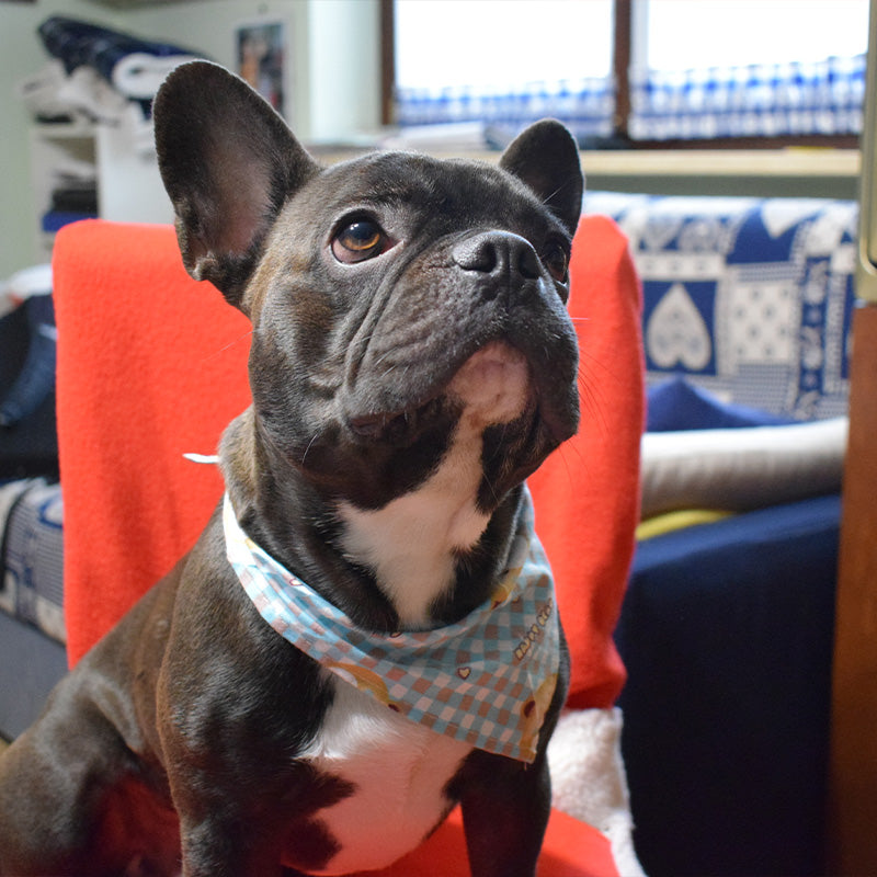 Set mit 2 farbigen Bandanas – verschiedene Modelle