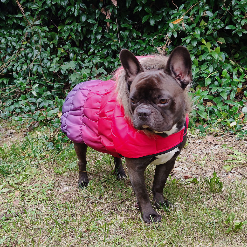 Dog Fur Hooded Padded Bomber Jacket - 3 Colors