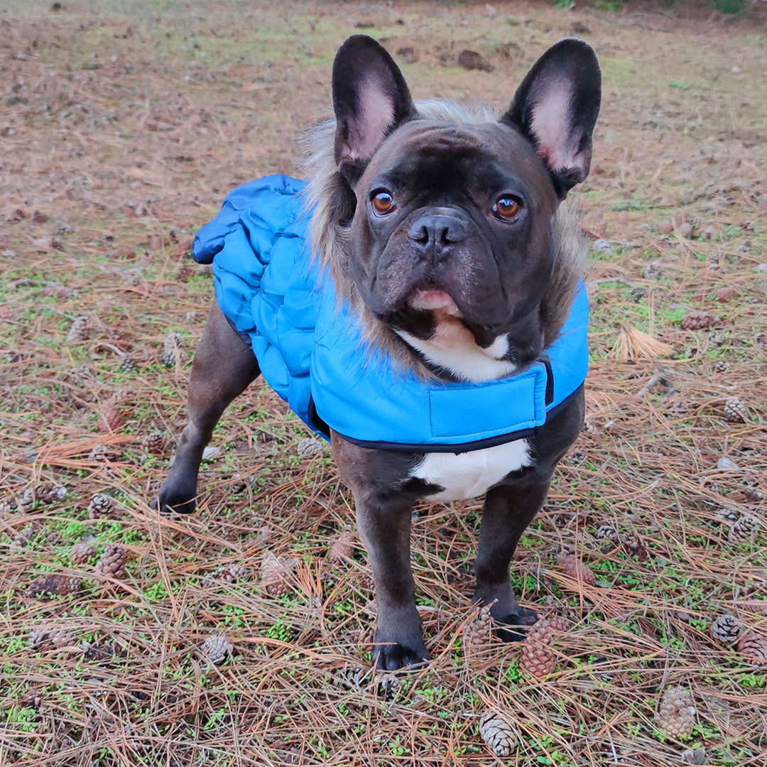 Dog Fur Hooded Padded Bomber Jacket - 3 Colors