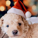 Christmas hat for dogs and cats
