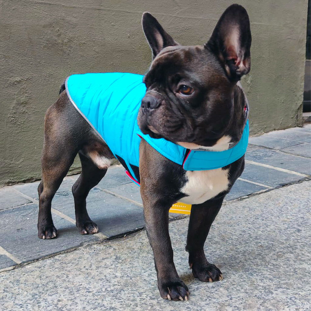 Piumino reversibile rosso e azzurro per cani - impermeabile - mod.Astra