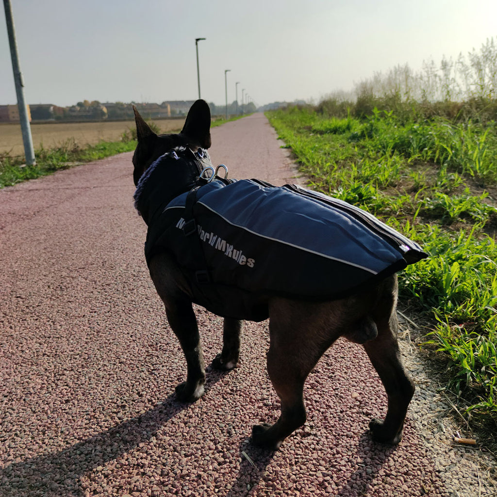 Sleeveless waterproof coat for dogs - mod.Scotty