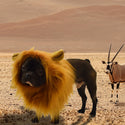 Lion's mane costume for dogs