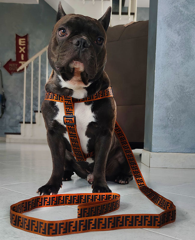 [SET] Luxusgeschirr + Leine - Mod. Ferdinand