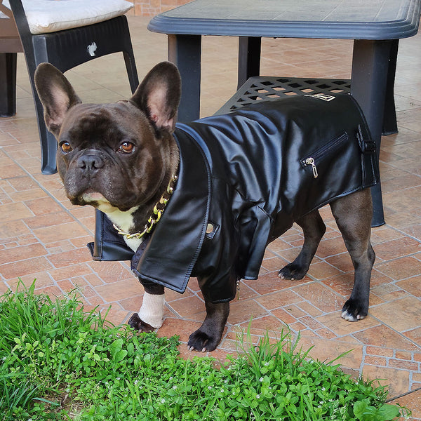 Schwarze Öko-Lederjacke – mit Reißverschluss und Taschen – für Hunde von 2 bis 40 kg