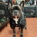 Schwarze Öko-Lederjacke – mit Reißverschluss und Taschen – für Hunde von 2 bis 40 kg
