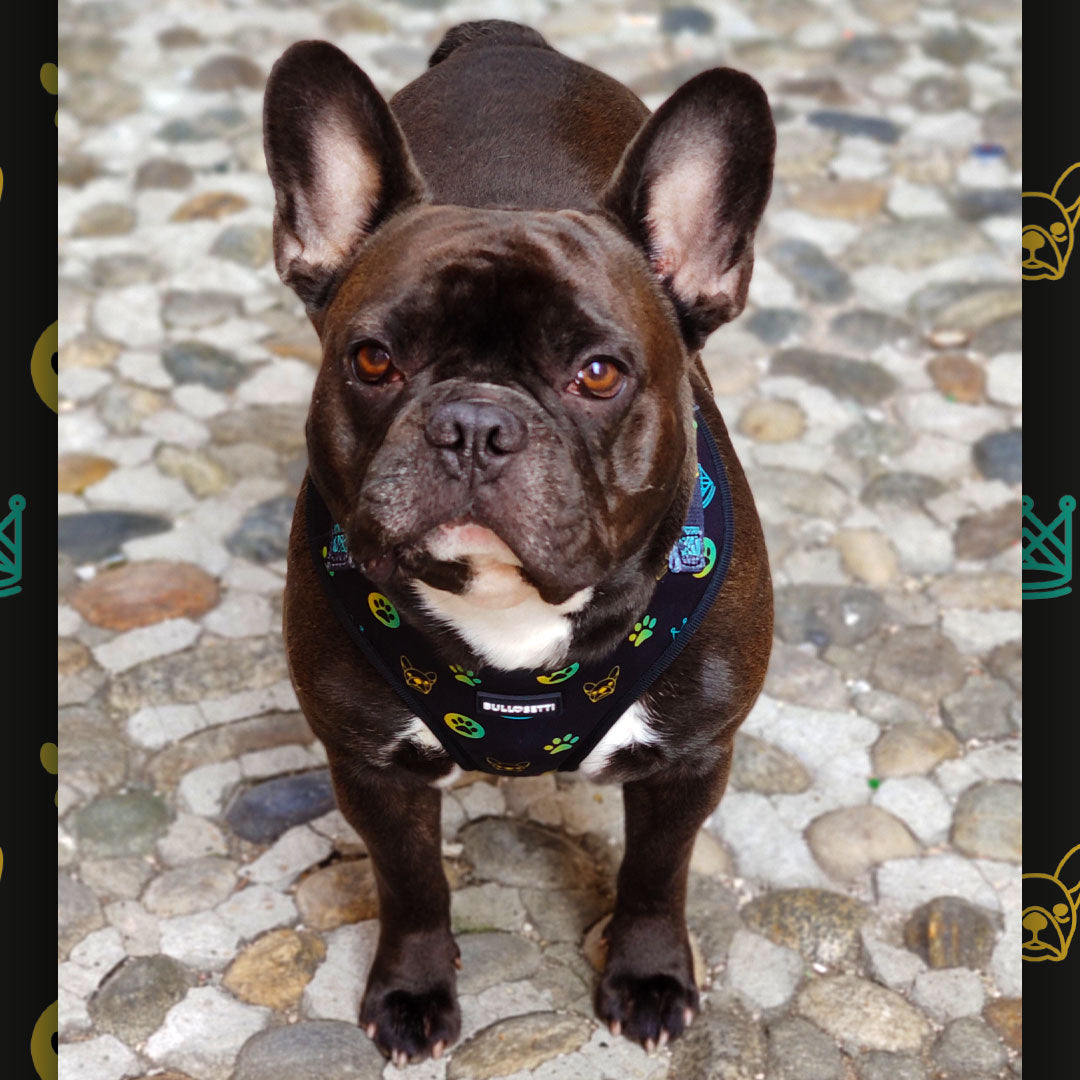 Pettorina ad H - regolabile - mod. Aletheia