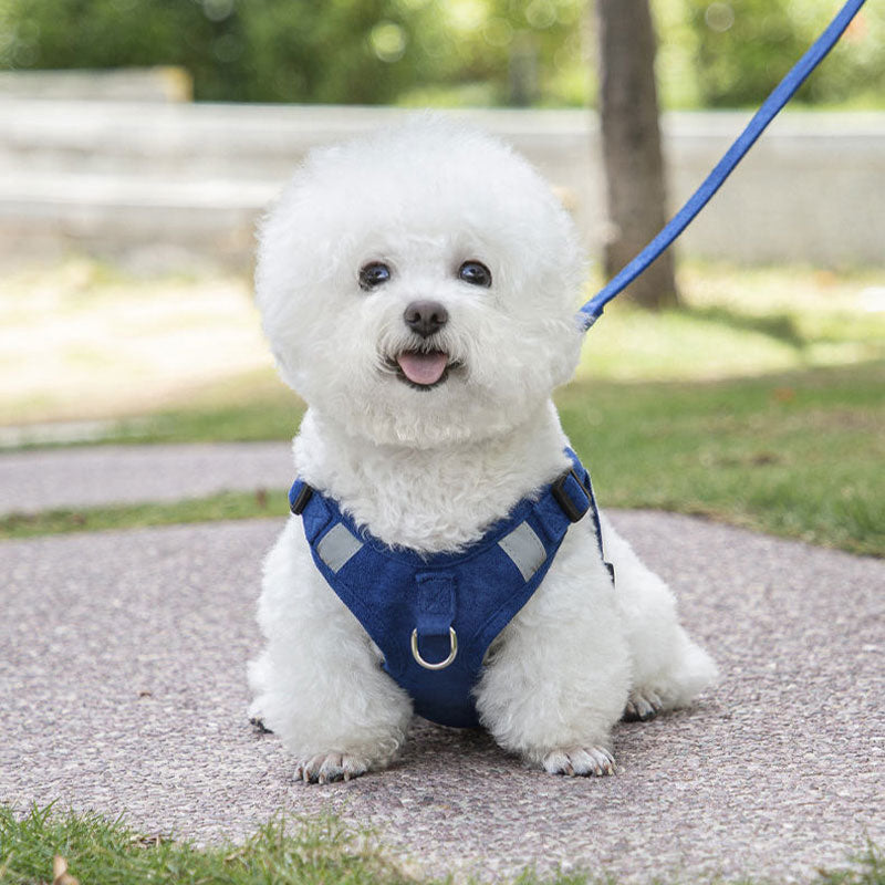[SET] Harness and leash - red and blue - Basic