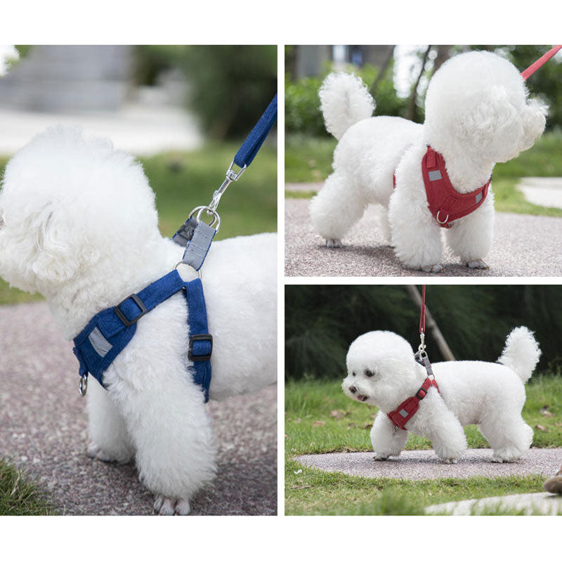 [SET] Harness and leash - red and blue - Basic