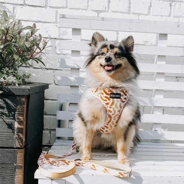 [SET] Harness and leash You're so golden - brand Boss & Boo 