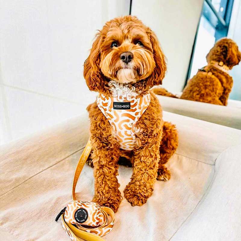 You're so golden harness - brand Boss &amp; Boo 