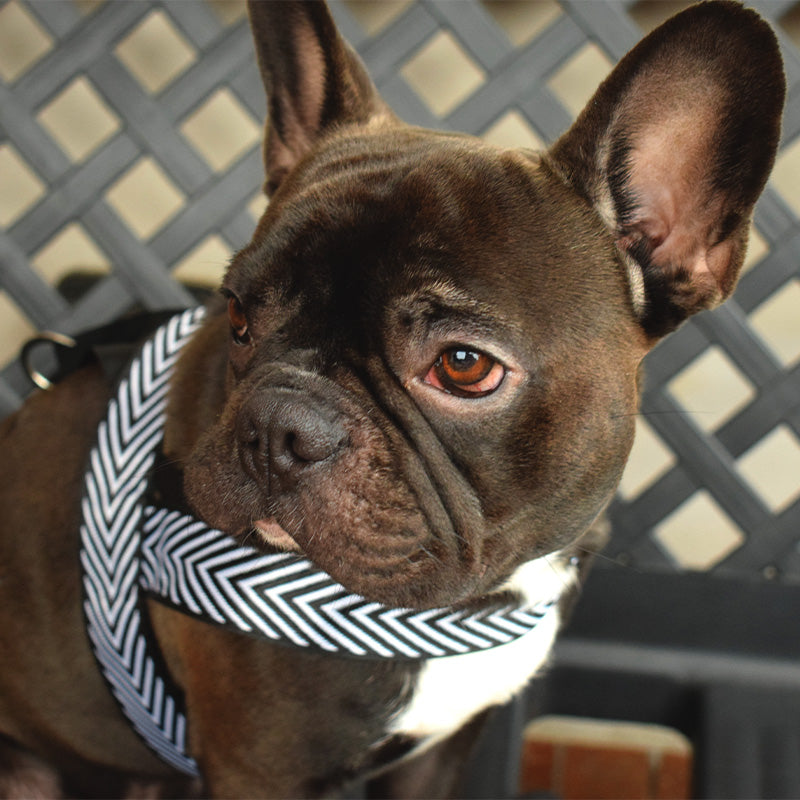 Pettorina bianca e nera - mod. Tiana