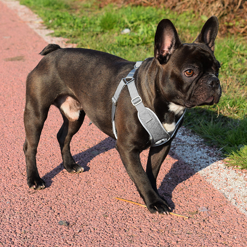 Pettorina grigia - mod. Sampei - grigia o rosa