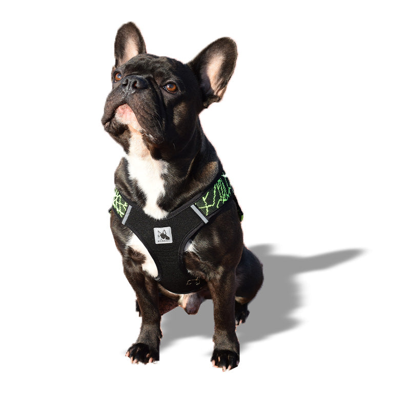 Pettorina verde, viola e grigia - mod. Spark