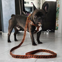 [SET] Luxury harness + leash - mod. Ferdinand