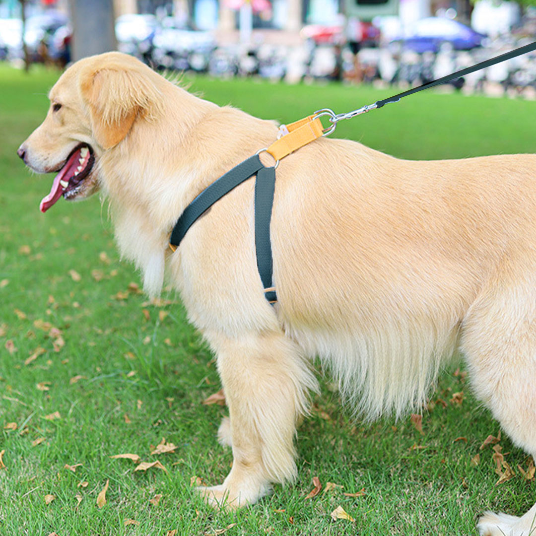 [SET] Gray and orange harness and leash - in cotton